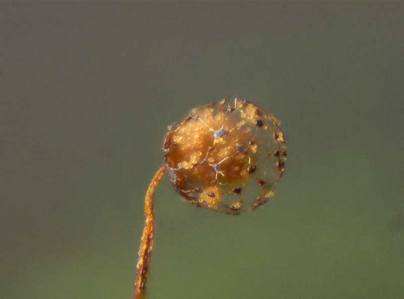 Cribraria microcarpa ?